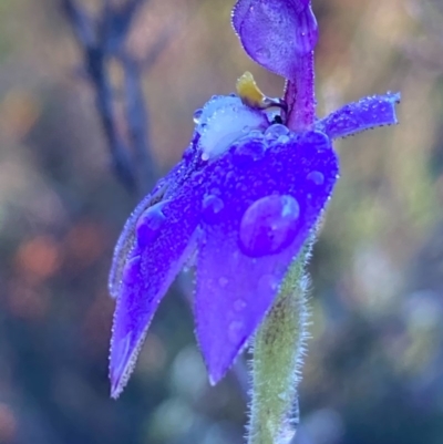 Glossodia major (Wax Lip Orchid) at Burra, NSW - 21 Sep 2020 by Safarigirl