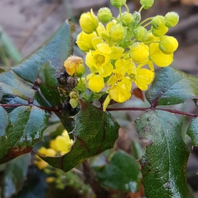 Berberis aquifolium (Oregon Grape) at O'Connor, ACT - 22 Sep 2020 by trevorpreston