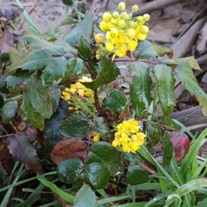 Berberis aquifolium at O'Connor, ACT - 22 Sep 2020