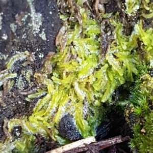 Chiloscyphus sp. at O'Connor, ACT - 22 Sep 2020