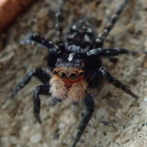 Euophryinae sp.(Undescribed) (subfamily) at Spence, ACT - 20 Sep 2020