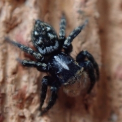 Euophryinae sp.(Undescribed) (subfamily) at Spence, ACT - 20 Sep 2020