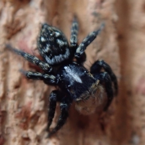 Euophryinae sp.(Undescribed) (subfamily) at Spence, ACT - 20 Sep 2020