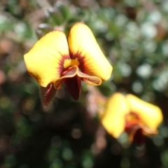 Bossiaea buxifolia at Downer, ACT - 21 Sep 2020