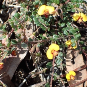 Bossiaea buxifolia at Downer, ACT - 21 Sep 2020