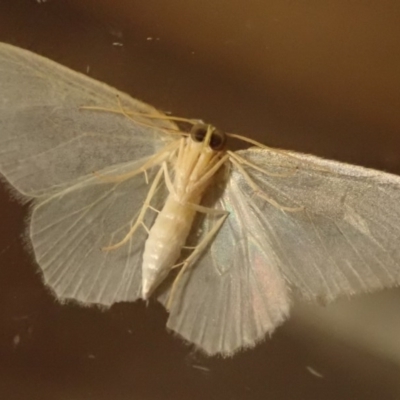 Poecilasthena thalassias (Sea-blue Delicate) at Spence, ACT - 20 Sep 2020 by Laserchemisty