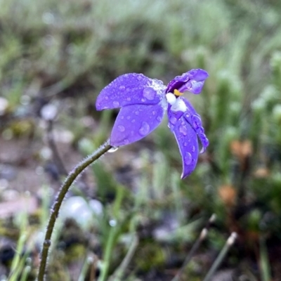 Glossodia major (Wax Lip Orchid) at Wandiyali-Environa Conservation Area - 21 Sep 2020 by Wandiyali