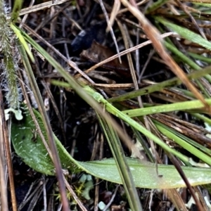 Glossodia major at Googong, NSW - 22 Sep 2020