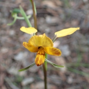 Diuris nigromontana at Downer, ACT - suppressed