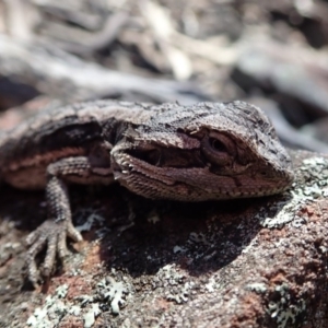 Pogona barbata at Wee Jasper, NSW - suppressed