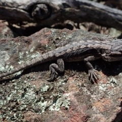 Pogona barbata at Wee Jasper, NSW - suppressed