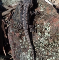 Pogona barbata at Wee Jasper, NSW - suppressed