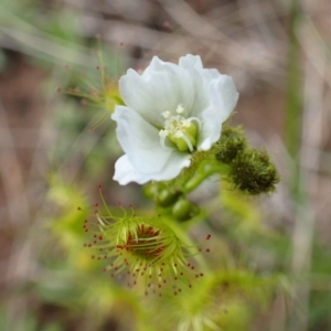 Drosera gunniana at Downer, ACT - 21 Sep 2020