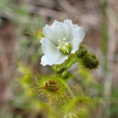 Drosera gunniana (Pale Sundew) at Downer, ACT - 21 Sep 2020 by RWPurdie