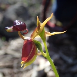 Caleana major at Wee Jasper, NSW - 21 Sep 2020