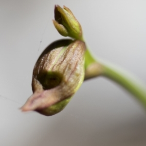 Caleana major at Wee Jasper, NSW - 21 Sep 2020