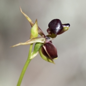 Caleana major at Wee Jasper, NSW - 21 Sep 2020