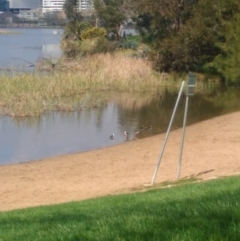 Himantopus leucocephalus (Pied Stilt) at Belconnen, ACT - 21 Sep 2020 by Timberpaddock