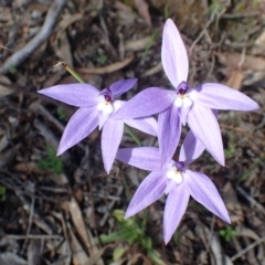 Glossodia major (Wax Lip Orchid) at Point 4761 - 21 Sep 2020 by RWPurdie