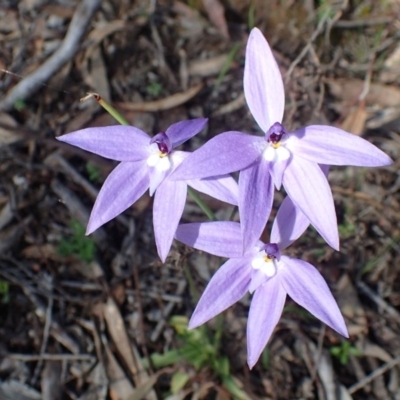 Glossodia major (Wax Lip Orchid) at Point 4761 - 21 Sep 2020 by RWPurdie