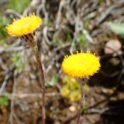 Leptorhynchos squamatus subsp. squamatus (Scaly Buttons) at Downer, ACT - 21 Sep 2020 by RWPurdie