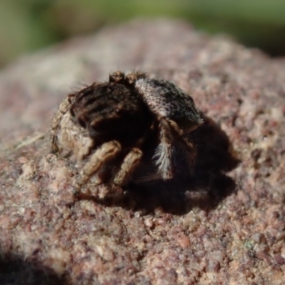 Maratus vespertilio (Bat-like peacock spider) at Wee Jasper, NSW - 21 Sep 2020 by Laserchemisty