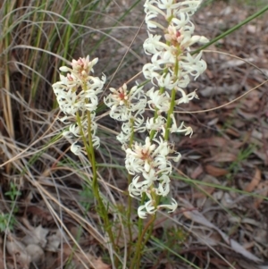 Stackhousia monogyna at Downer, ACT - 21 Sep 2020