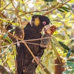 Zanda funerea (Yellow-tailed Black-Cockatoo) at Acton, ACT - 16 Sep 2020 by mlim