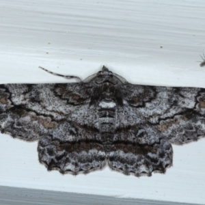 Cleora displicata at Ainslie, ACT - 21 Sep 2020