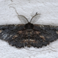 Pholodes sinistraria (Sinister or Frilled Bark Moth) at Ainslie, ACT - 21 Sep 2020 by jb2602