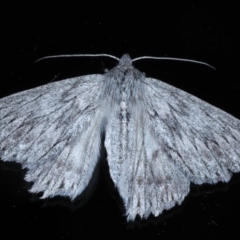 Cyneoterpna wilsoni (Cyneoterpna wilsoni) at Ainslie, ACT - 21 Sep 2020 by jb2602