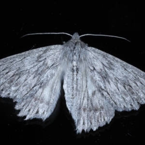 Cyneoterpna wilsoni at Ainslie, ACT - 21 Sep 2020