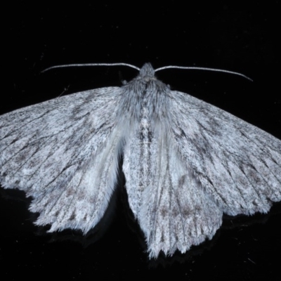 Cyneoterpna wilsoni (Cyneoterpna wilsoni) at Ainslie, ACT - 21 Sep 2020 by jbromilow50