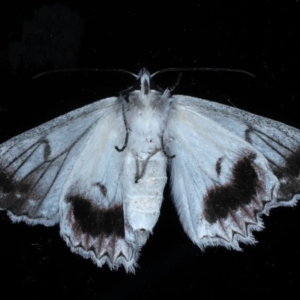 Cyneoterpna wilsoni at Ainslie, ACT - 21 Sep 2020