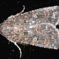 Hypoperigea tonsa (A noctuid moth) at Ainslie, ACT - 21 Sep 2020 by jb2602