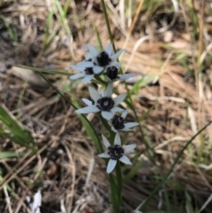 Wurmbea dioica subsp. dioica (Early Nancy) at Mount Ainslie to Black Mountain - 21 Sep 2020 by TimYiu