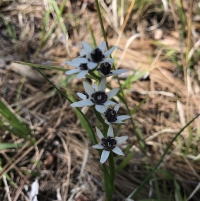 Wurmbea dioica subsp. dioica (Early Nancy) at Mount Ainslie to Black Mountain - 21 Sep 2020 by TimYiu