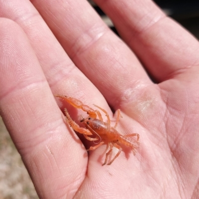 Engaeus cymus (Blunt Nosed Burrowing Crayfish.) at Tharwa, ACT - 22 Sep 2020 by towndek