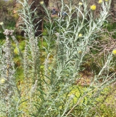 Chrysocephalum semipapposum (Clustered Everlasting) at Albury - 22 Sep 2020 by clairesandford