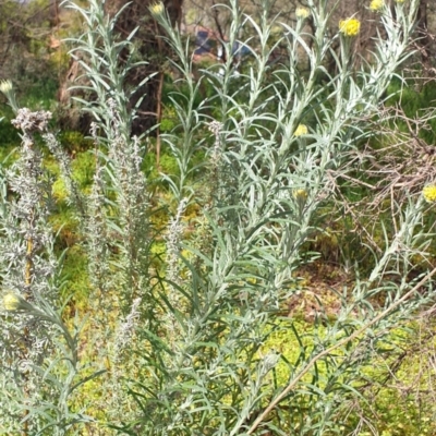 Chrysocephalum semipapposum (Clustered Everlasting) at Albury - 22 Sep 2020 by clairesandford