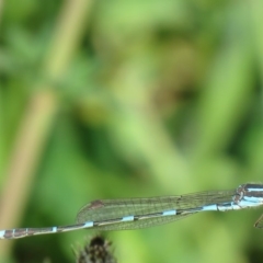 Austrolestes leda (Wandering Ringtail) at Symonston, ACT - 22 Sep 2020 by SandraH