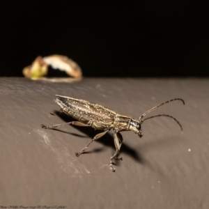 Temnosternus planiusculus at Acton, ACT - 21 Sep 2020