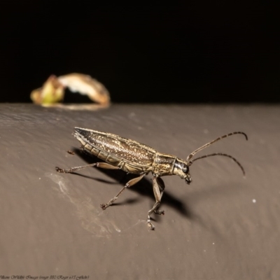 Temnosternus planiusculus (Longhorn beetle) at Acton, ACT - 21 Sep 2020 by Roger