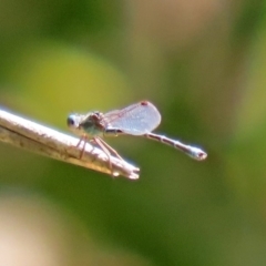 Austrolestes aridus (Inland Ringtail) at Molonglo Valley, ACT - 21 Sep 2020 by RodDeb