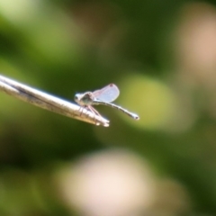 Austrolestes aridus at Molonglo Valley, ACT - 21 Sep 2020