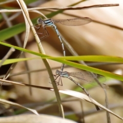 Austrolestes annulosus (Blue Ringtail) at Molonglo Valley, ACT - 21 Sep 2020 by RodDeb