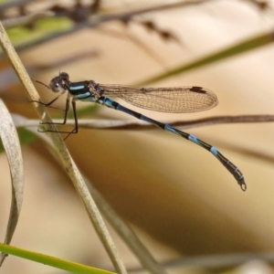 Austrolestes annulosus at Molonglo Valley, ACT - 21 Sep 2020