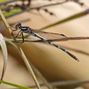 Austrolestes annulosus at Molonglo Valley, ACT - 21 Sep 2020