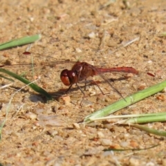 Diplacodes bipunctata (Wandering Percher) at Fyshwick, ACT - 21 Sep 2020 by RodDeb