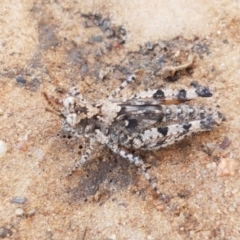 Pycnostictus seriatus (Common Bandwing) at O'Connor, ACT - 22 Sep 2020 by trevorpreston